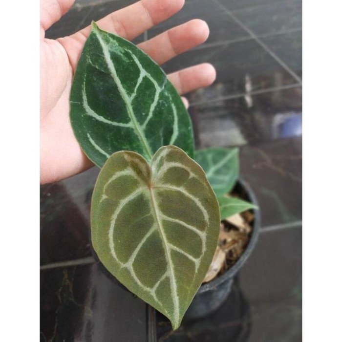 PROMO TANAMAN KUPING GAJAH FORGETII TERMURAH