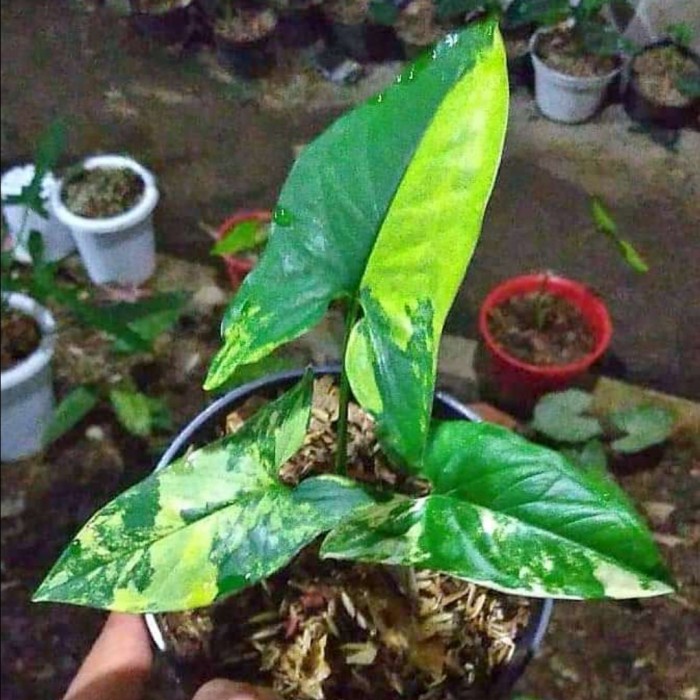 DISKON SPESIAL SYNGONIUM YELLOW VARIEGATED TERMURAH
