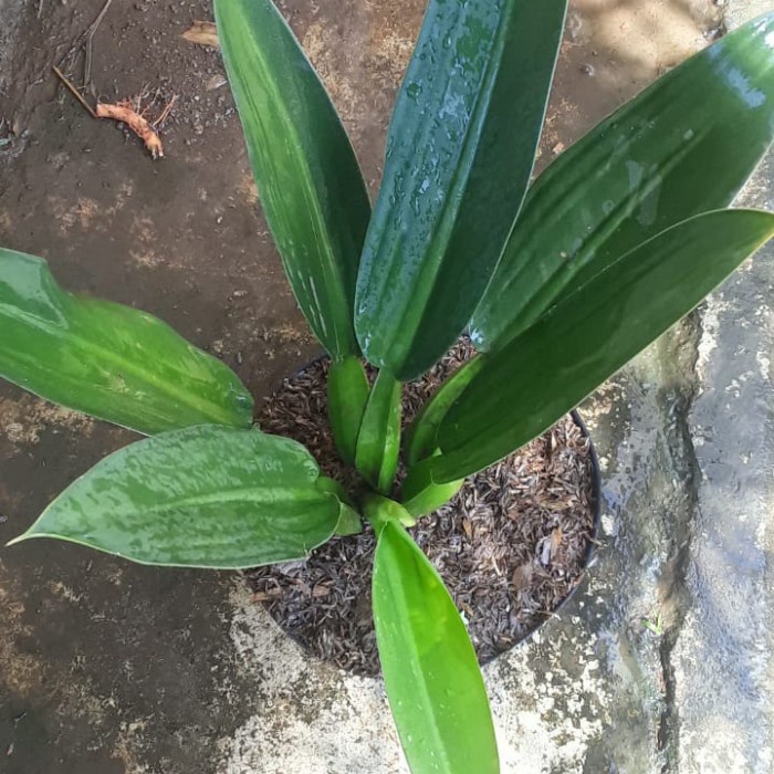 DISKON SPESIAL TANAMAN HIAS PILO KATAK TERLARIS