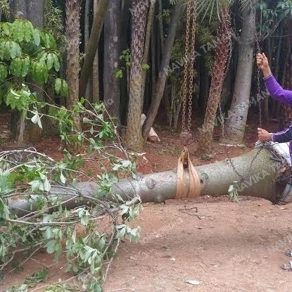PROMO POHON KAKI GAJAH BESAR - POHON BAOBAB TERBARU