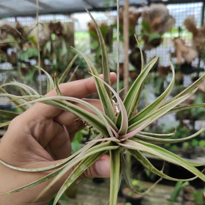 PROMO TILLANDSIA CAPITATA VARIGATA TERBARU