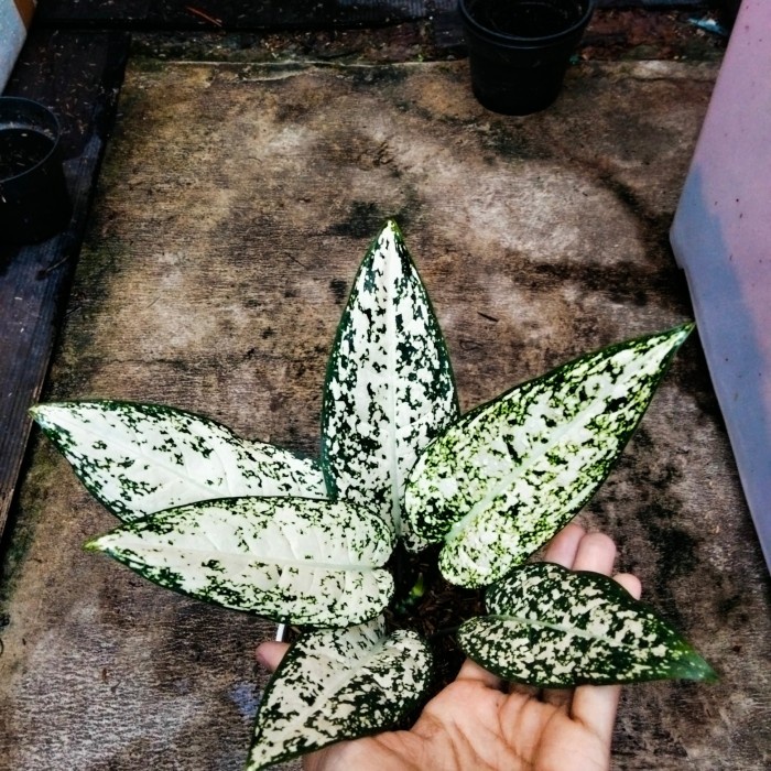 HOT SALE AGLAONEMA BIG LEAF (A) TERLARIS
