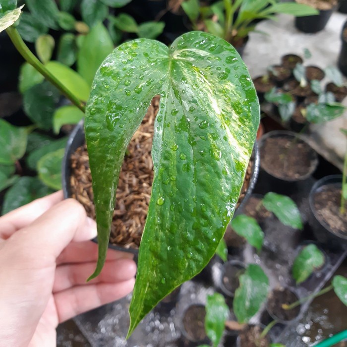 MUST HAVE PAKETAN AROID ( AMYDRIUM VARIGATA & EPIPRENUM VARIGATA ) SESUAI FOTO TERBARU