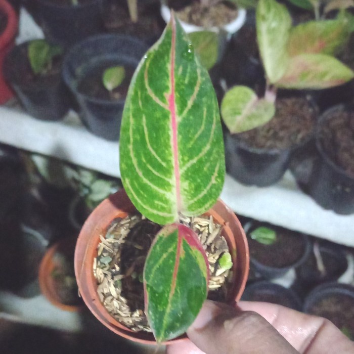 DISKON SPESIAL TANAMAN HIAS AGLONEMA VERONICA GOLDEN TERLARIS