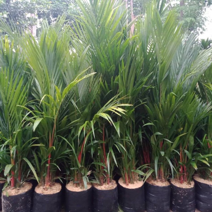 FLASH SALE TANAMAN HIAS PALEM MERAH - POHON PALEM MERAH HIASAN TAMAN PALM MERAH TERLARIS