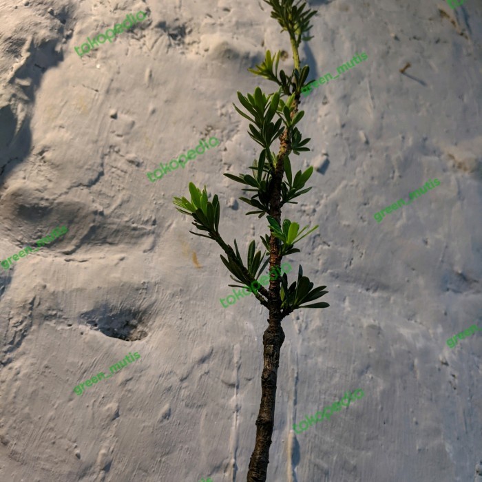 DISKON SPESIAL BAHAN BONSAI LOHANSUNG AIRBRUSH LOHANSUNG MIKRO TERMURAH