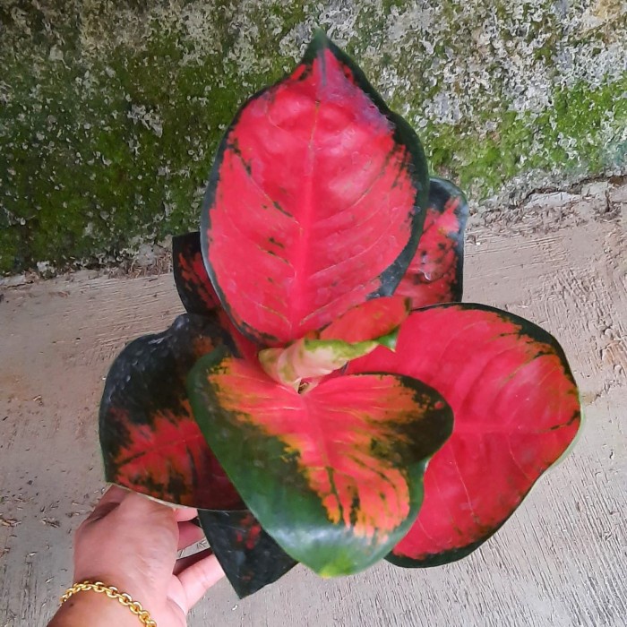 PROMO AGLONEMA SUKSOM MANGKOK TERMURAH