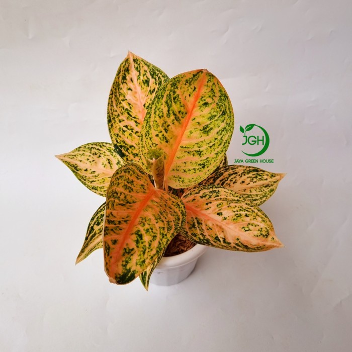 PROMO AGLONEMA WIDURI ORANGE TERLARIS