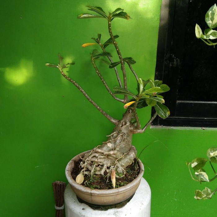 HOT SALE BONSAI BUNGA KAMBOJA TERMURAH