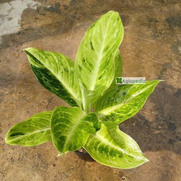 HOT SALE AGLONEMA SUNDROP - AGLOPEDIA TERLARIS