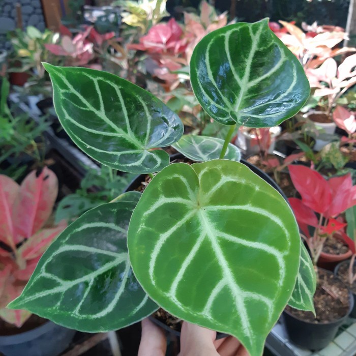 HOT SALE ANTHURIUM KUPING GAJAH ( MANGKOK ) TERMURAH