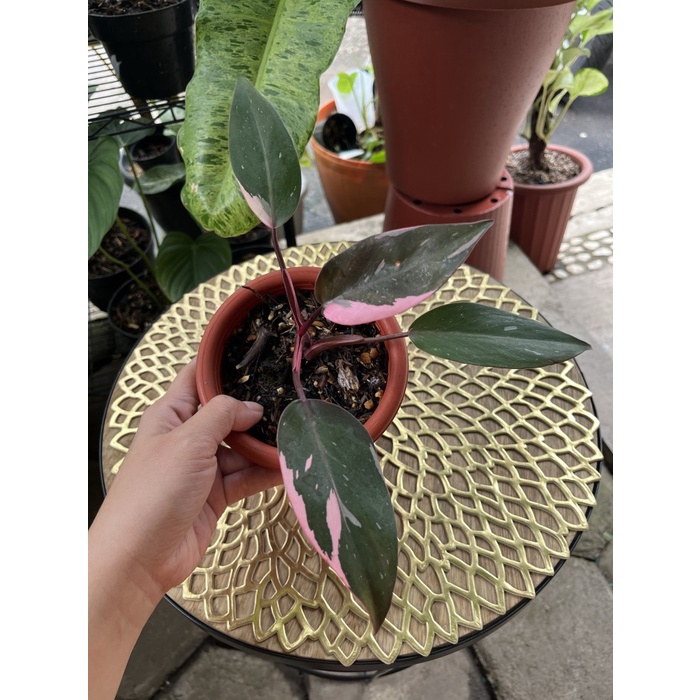 DISKON SPESIAL PHILODENDRON BLACK CHERRY TERBARU