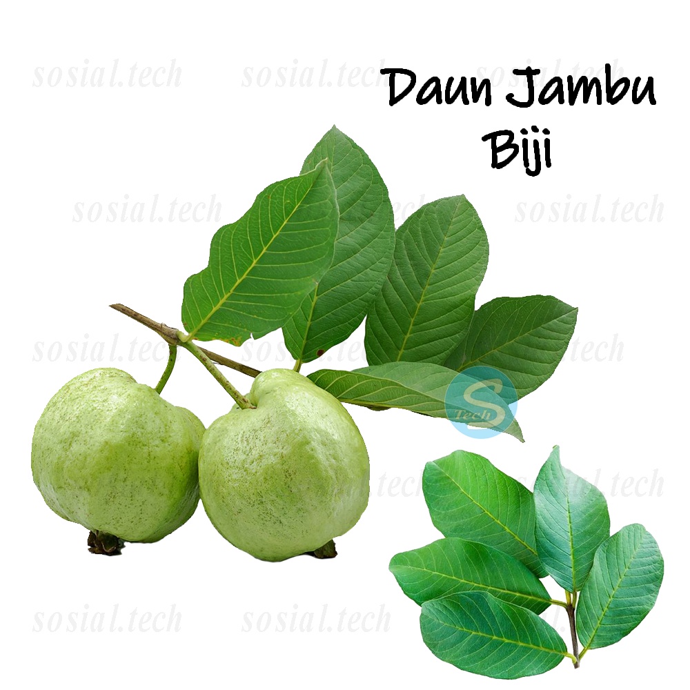 

Daun Jambu Biji 20 Lembar Fresh Daun Herbal Obat Diare