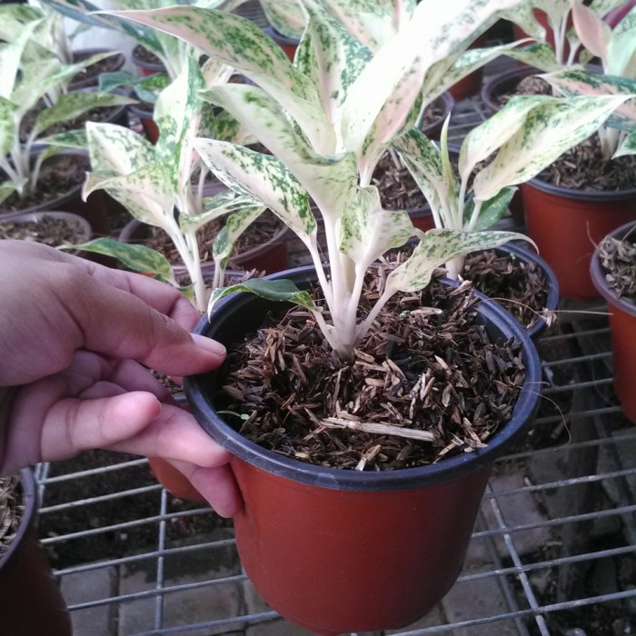 MUST HAVE AGLONEMA SIAM MUTIARA TERBARU