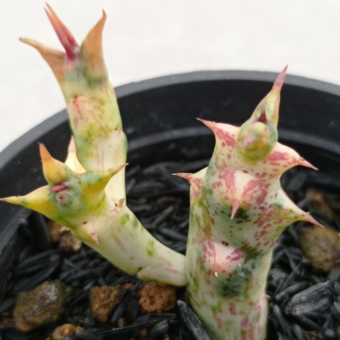HOT SALE IS CARALLUMA HESPERIDUM VARIEGATA HUERNIA ORBEA ASCLEPIADS KAKTUS TERBARU