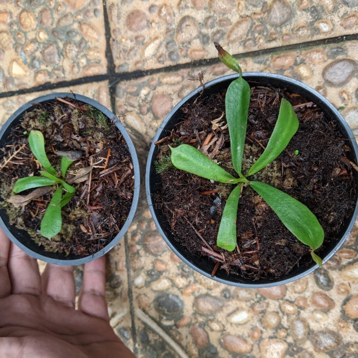 MUST HAVE IS KANTONG SEMAR NEPENTHES VEITCHII LOWLAND SEEDGROWN TERMURAH