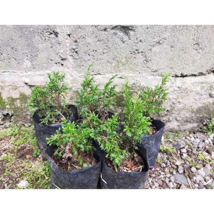 DISKON SPESIAL PROMO PAKET 5 POHON CEMARA SARGENTI JARUM/ BAHAN BONSAI CEMARA TERBARU