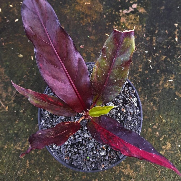 MUST HAVE ANTHURIUM HOKERI PINK ( RED FIRE ) BERGELOMBANG TERMURAH