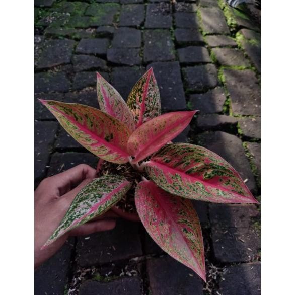 FLASH SALE PROMO AGLONEMA LEGACY TULANG IKAN TANIAN LOKAL MURAH TERLARIS