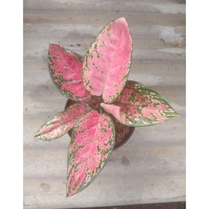 HOT SALE PROMO AGLONEMA BIG APPEL MURAH TERBARU