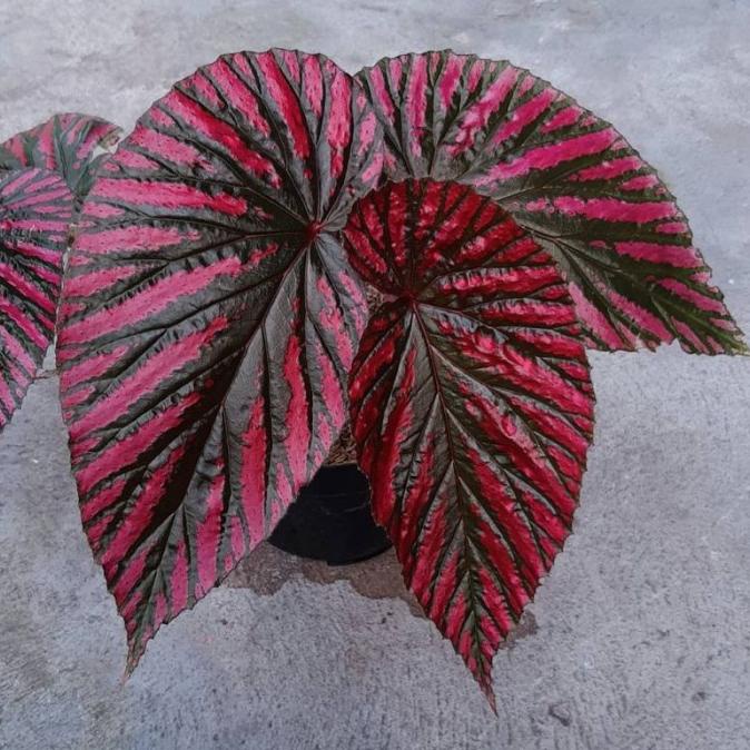 New Tanaman Bunga Begonia Rex Wallet / Begonia Rex Walet