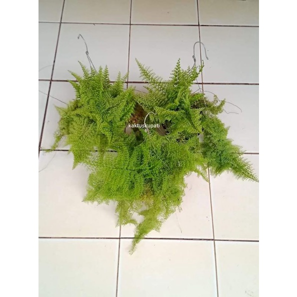 Tanaman hias Pakis embun rimbun