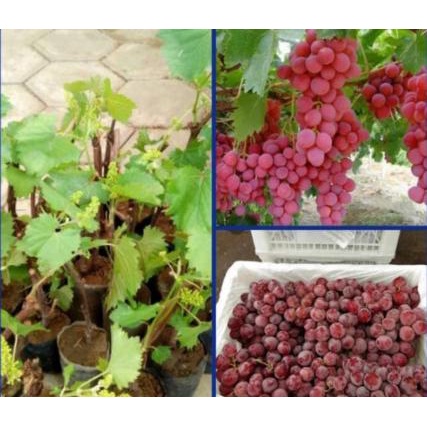Terbaru Bibit Buah Anggur Merah Hasil Stek - Pohon Anggur Merah