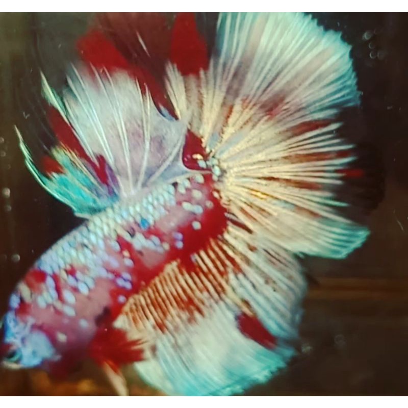 CUPANG HALFMOON BARONGSAI ISTIMEWA