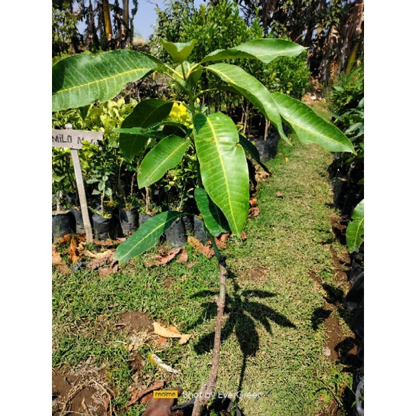 Bibit Mangga Harum Manis/Tanaman Mangga Harum Manis