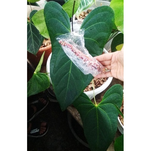 anthurium velvet moiera(benih/biji)