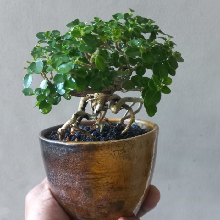 BONSAI SHITO SANCANG KOLEKSI ORIGINAL