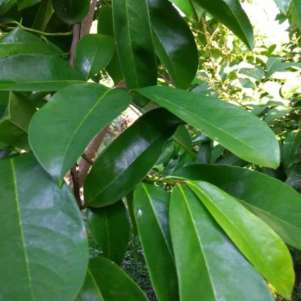 

❤[PROMO MURAH!!!]❤ Daun sirsak segar