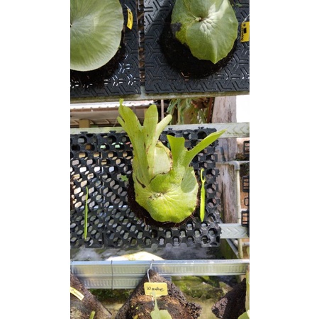 platycerium wandae papua