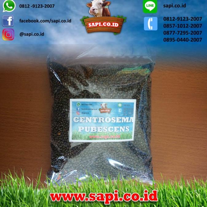 Ready Benih Centrosema Pubescens 1 Kg