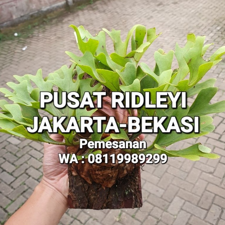 ➞ BONUS PAPAN PINUS Platycerium Ridleyi Tanduk Rusa Kalimantan w Terbaru ★.