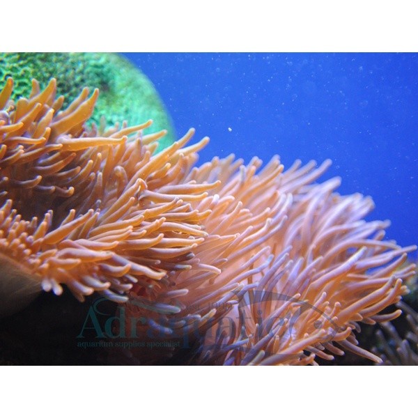 MUST HAVE NEW/ (BANDUNG) ANEMON CLOWNFISH ANEMONE HIASAN TERUMBU KARANG TERLARIS