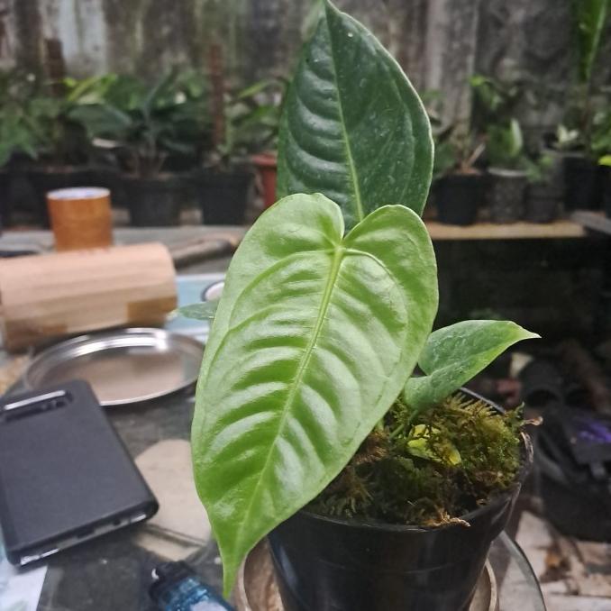 BARU  anthurium veitchii king ori ekonomis