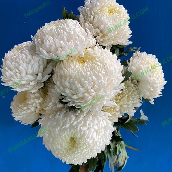 

Promo Bunga Chrysanthemum Fresh