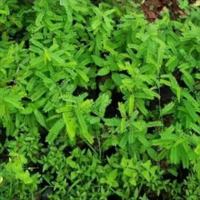 daun saga organik segar
