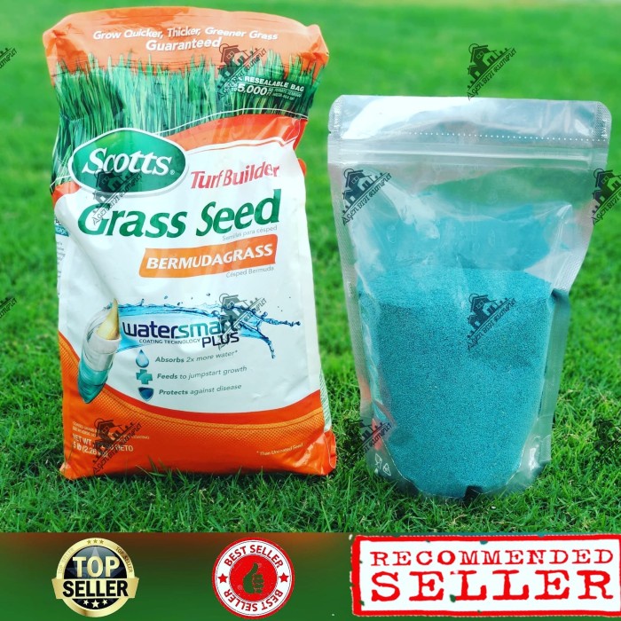 BIJI RUMPUT BERMUDA 250G- BENIH RUMPUT BERMUDA - BIBIT RUMPUT BERMUDA ORIGINAL