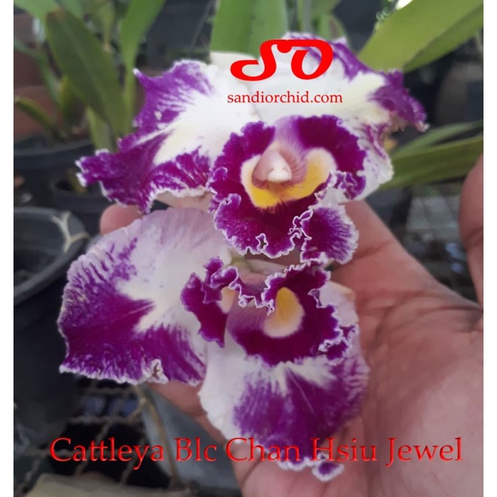 CATTLEYA LC CHAN HSIU JEWEL ORIGINAL