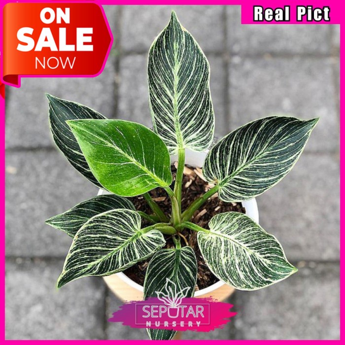 PHILODENDRON BIRKIN VARIGATA - TANAMAN HIAS PHILODENDRON BIRKIN ORIGINAL