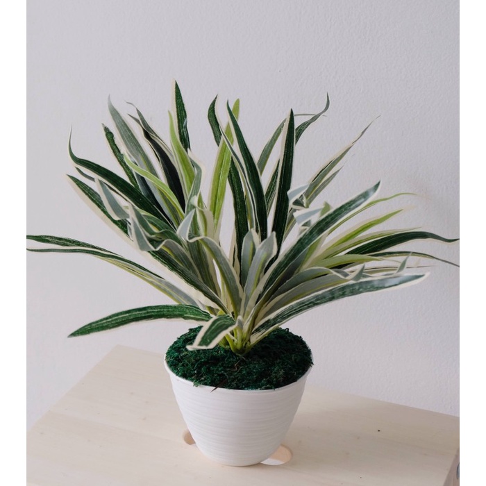 TANAMAN PLASTIK PANDAN VARIGATA / DAUN SUJI PLASTIK HIAS ORIGINAL