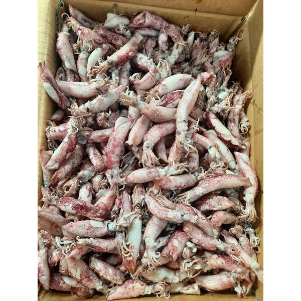 

ikan cumi jarum spr 500g