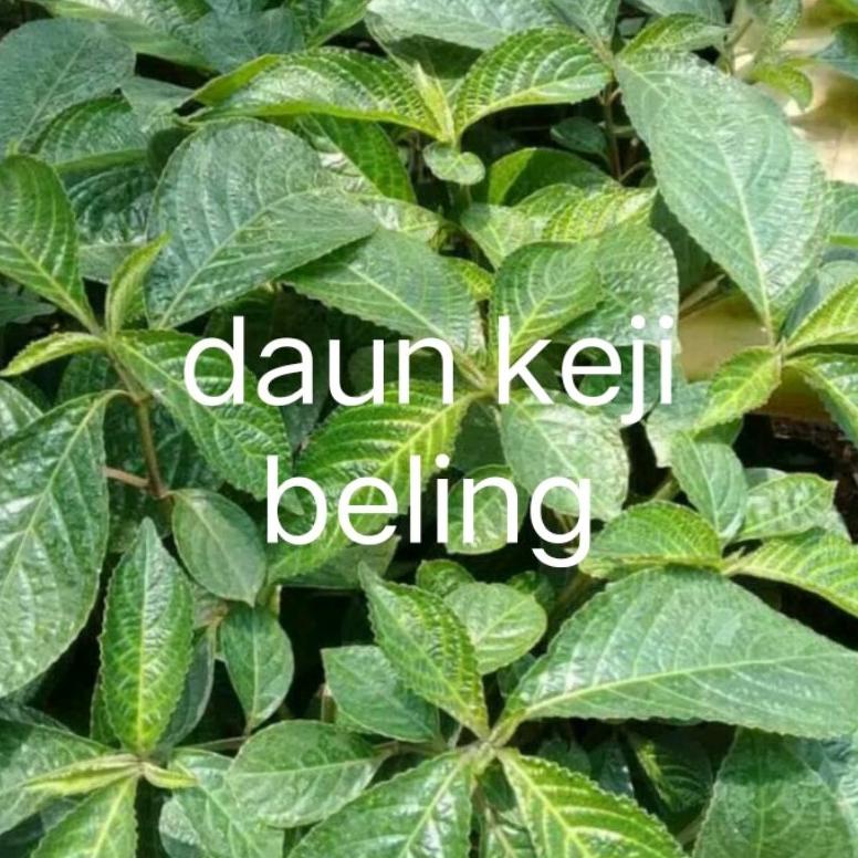 

Potong Harga Cod . Daun Keji Beling Segar. Harga 500Grm