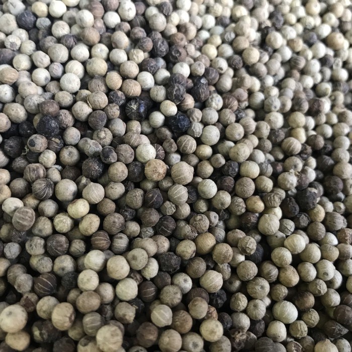 

LADA PUTIH MERICA WHITE PEPPER 250 GRAM SUPER AMPUH