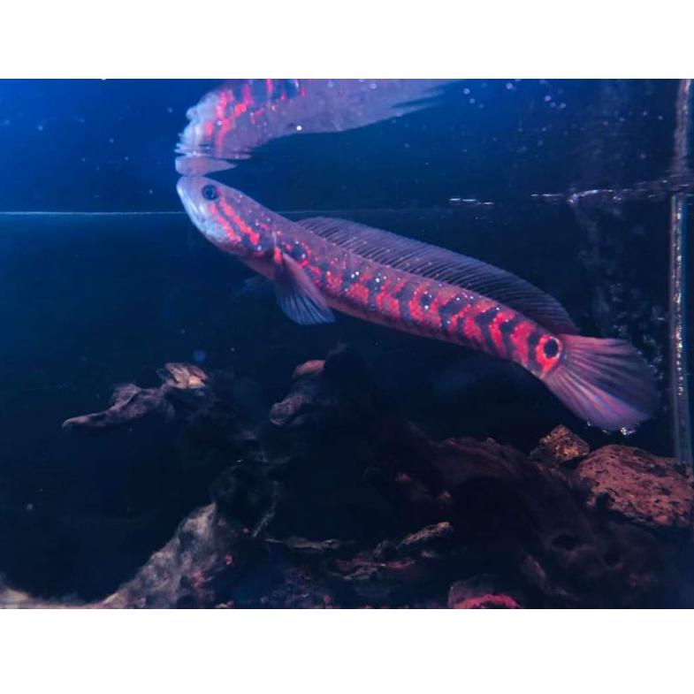 [Terlaris Today] Ikan Channa ASIANTICA RSWS 11-13cm 14-16 cm