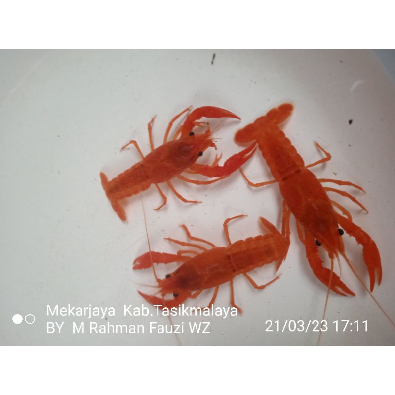 Hiasan aqurium/clarki