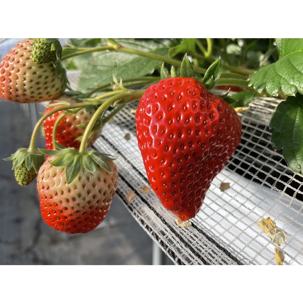 Benih Bibit Biji - Buah Strawberry Red Korea Jumbo Premium Stroberi Merah Korean Seeds - IMPORT