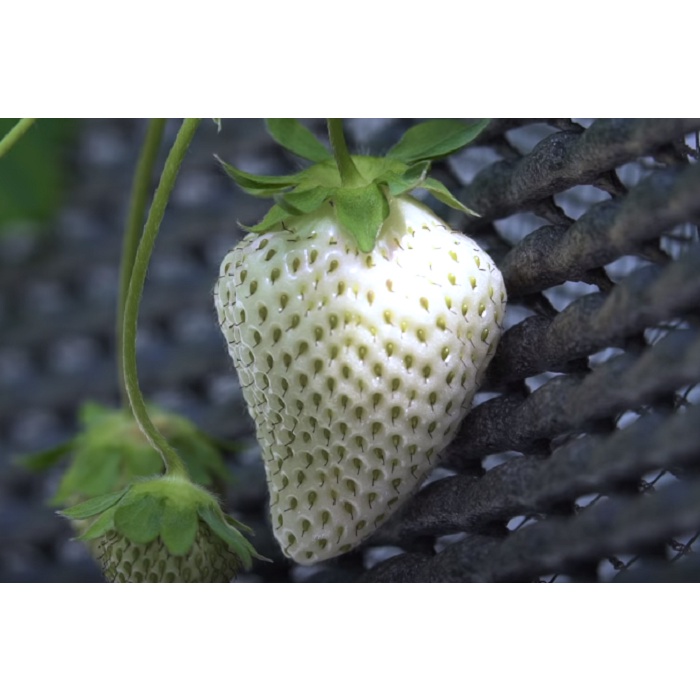 Benih Bibit Biji - Japanese White Jewel Strawberry Stroberi Putih Jepang Seeds - IMPORT